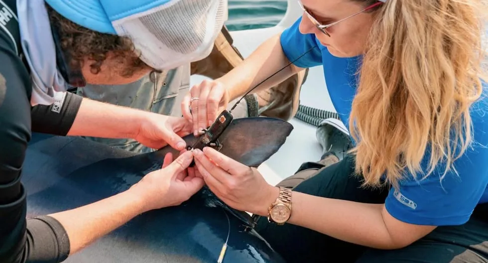 Sensores en tiburones aportan datos clave para mejorar pronósticos climáticos marinos