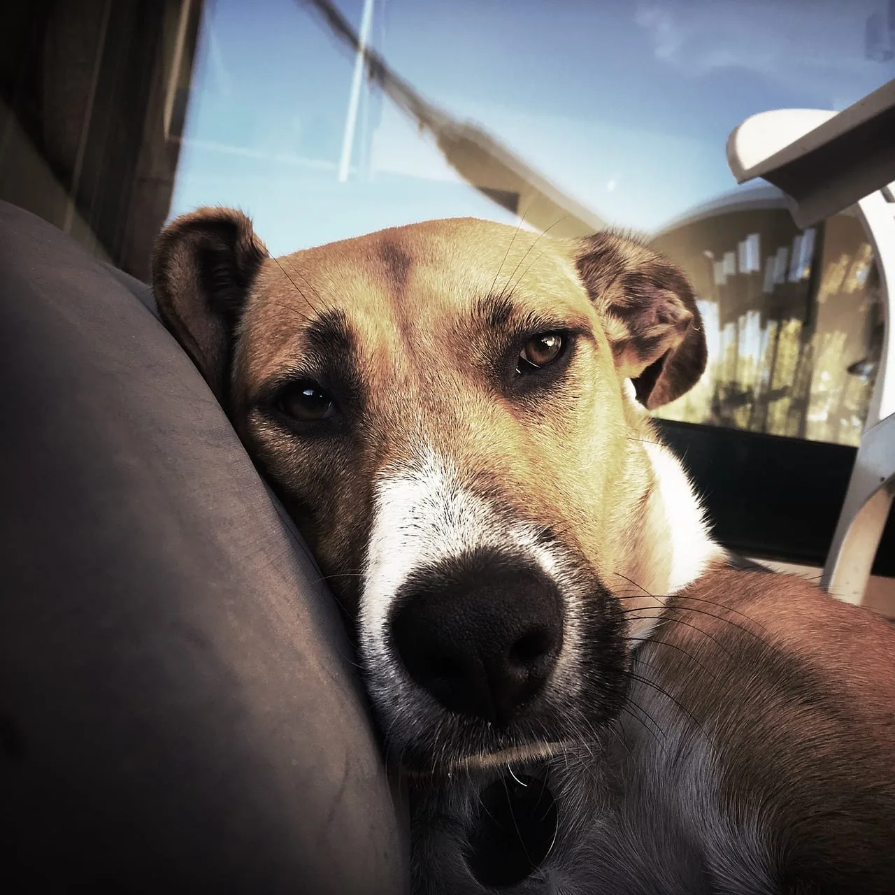 Cómo actuar cuando un perro vomita varias veces y cuándo acudir al veterinario