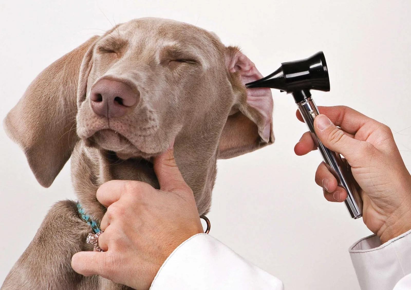 Otitis en perros: causas, síntomas y tratamientos para evitar complicaciones