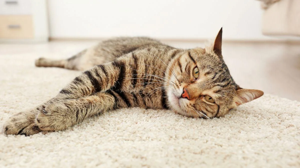 Cómo actuar si tu gato con insuficiencia renal deja de comer