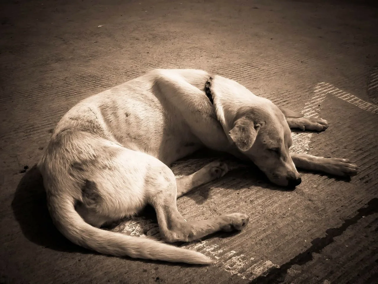 Cómo identificar y corregir la desnutrición en perros para evitar daños graves