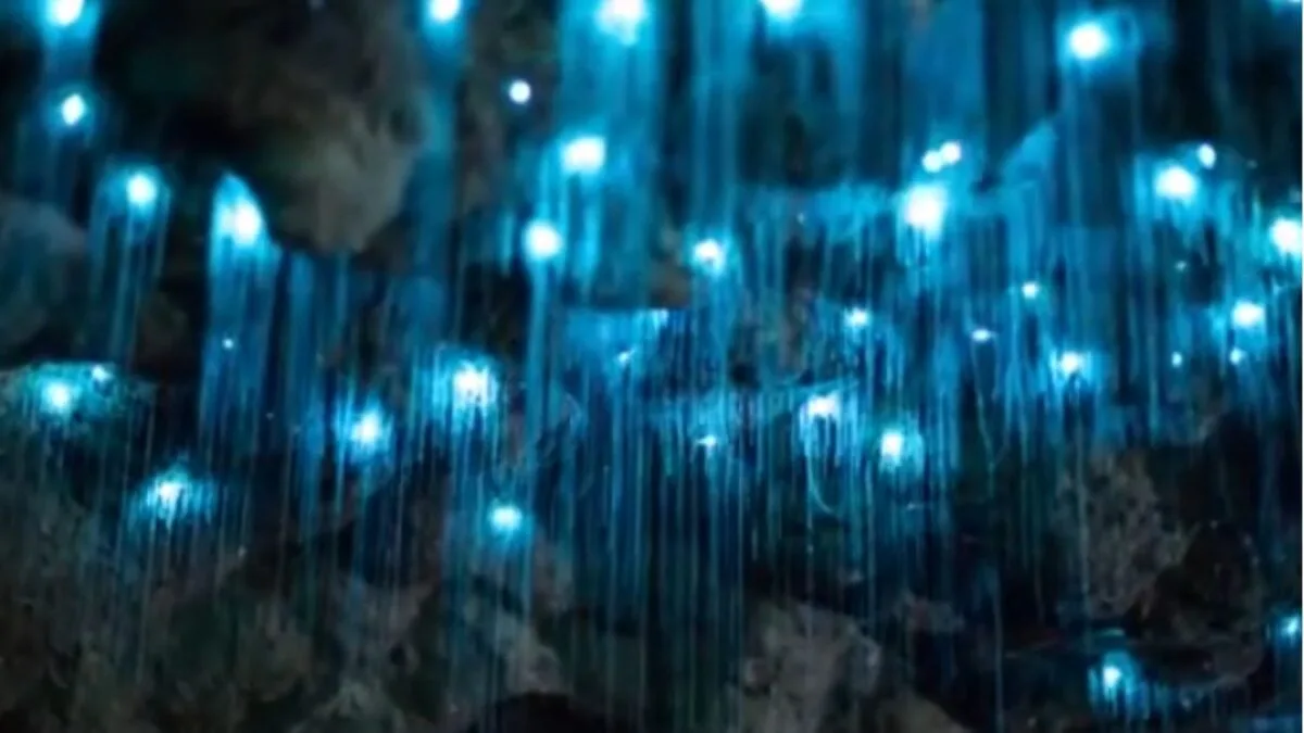 Cueva sellada por un millón de años revela especies fósiles y sorprendente estabilidad evolutiva