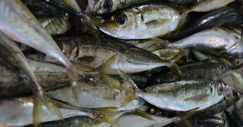 El jurel: de alimento popular a ingrediente valorado en la alta gastronomía