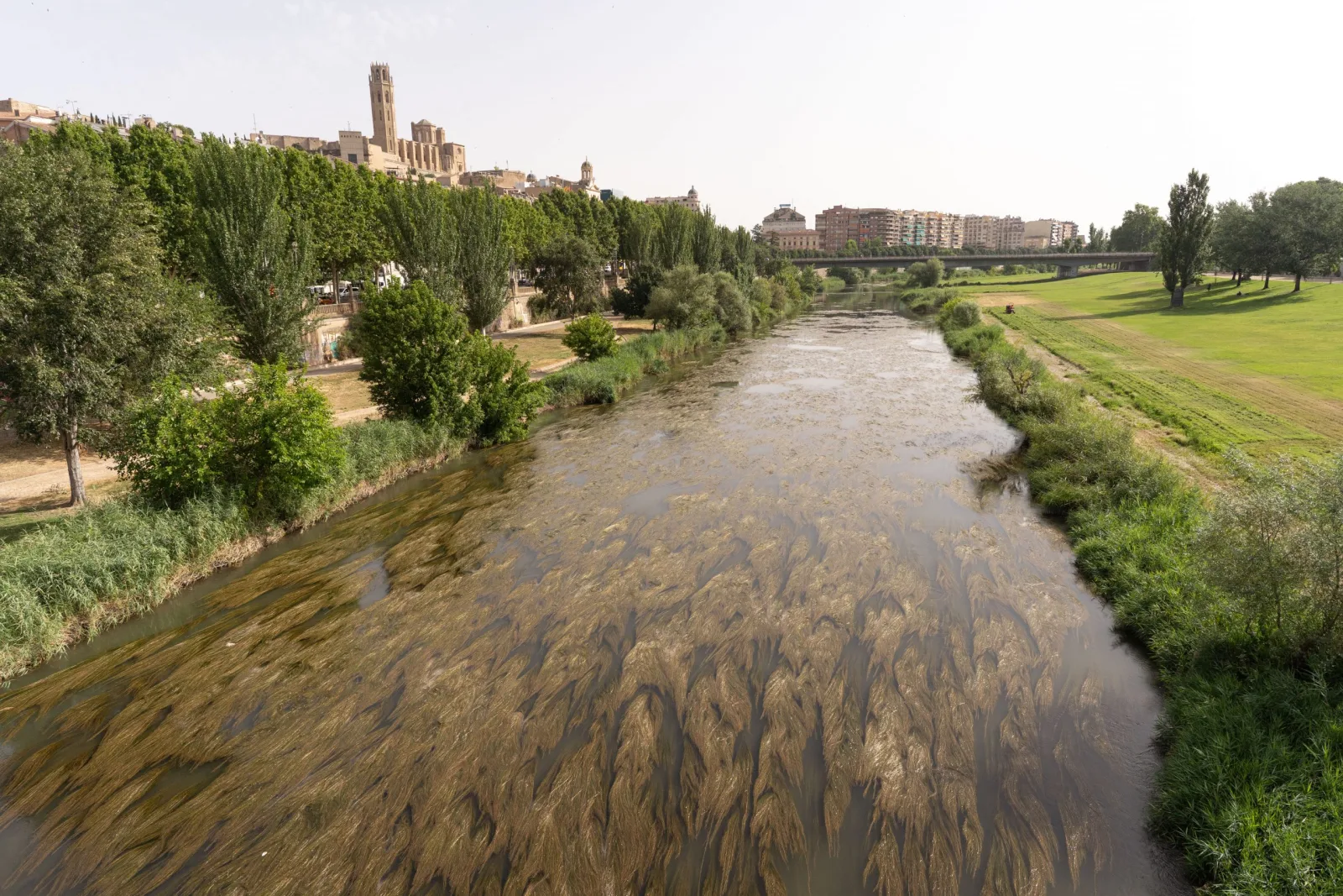 El río Segre en Lleida vuelve a presentar un crecimiento notable de plantas acuáticas