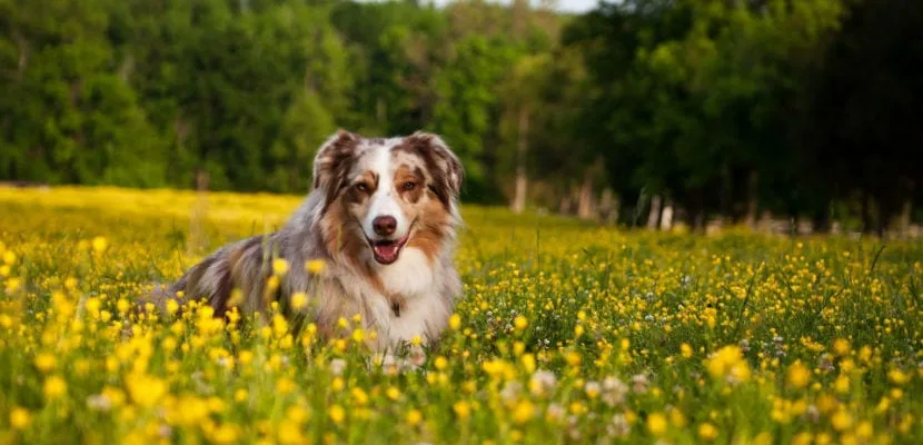 Entender el celo en perras: fases, cuidados esenciales y pautas para su manejo