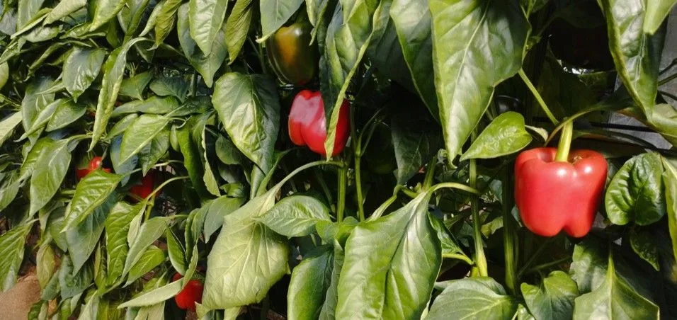 Estrategias para controlar Thrips parvispinus y araña roja en cultivos de pimiento