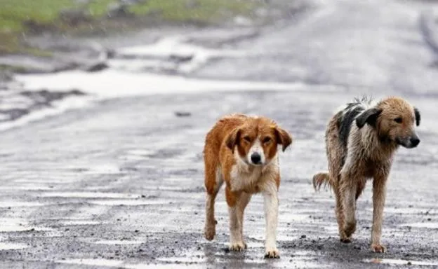 Italia activa alerta sanitaria tras detectar caso de rabia en perro importado ilegalmente de Marruecos