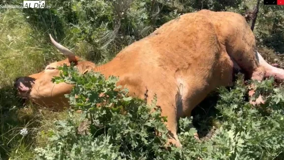 Más de 200 buitres atacan a una vaca y su becerro en Guadramiro, causando la muerte del ternero