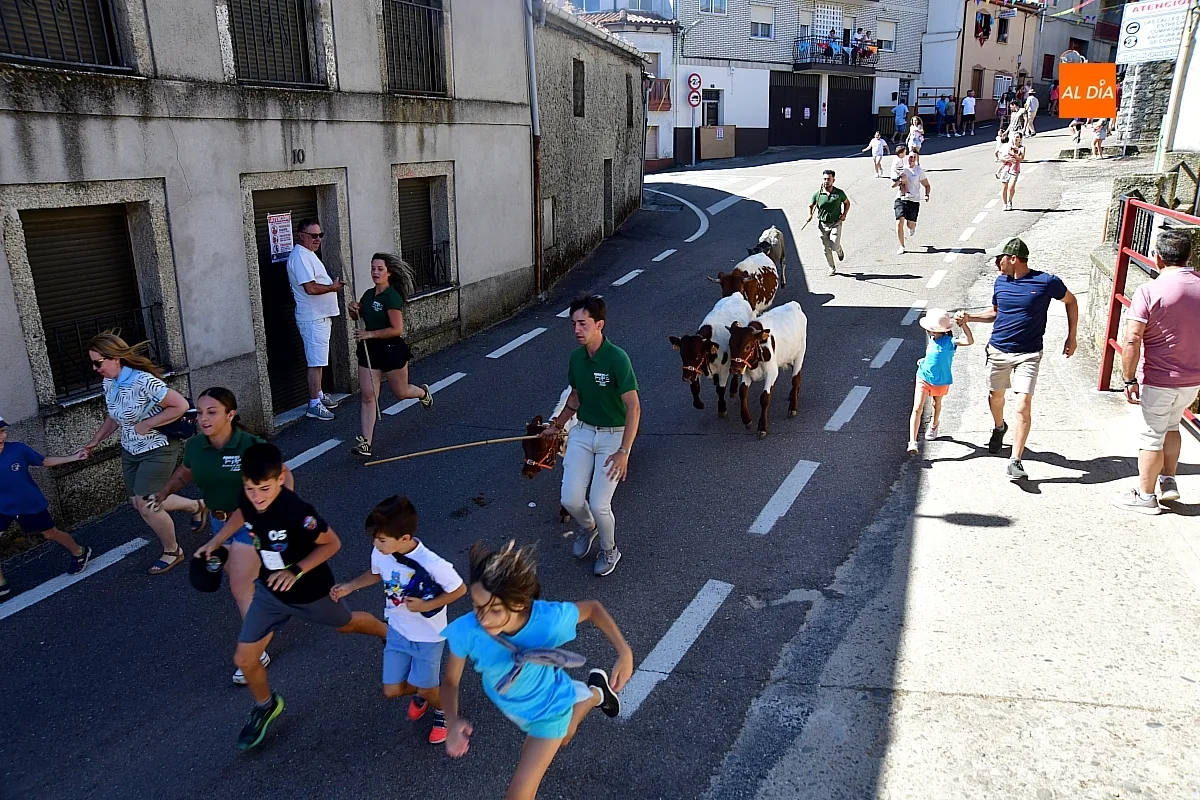 Navasfrías impulsa la tradición taurina con un encierro infantil de minibueyes
