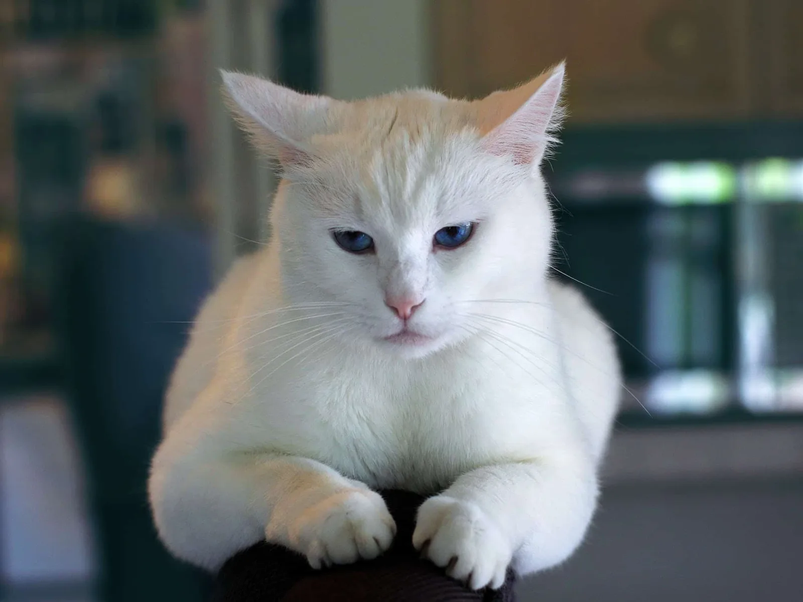 Otitis en gatos: claves para identificarla, tratarla y prevenir complicaciones