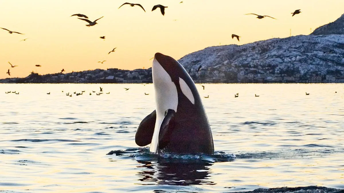 Por qué las orcas no atacan a los humanos y a veces les ofrecen alimento