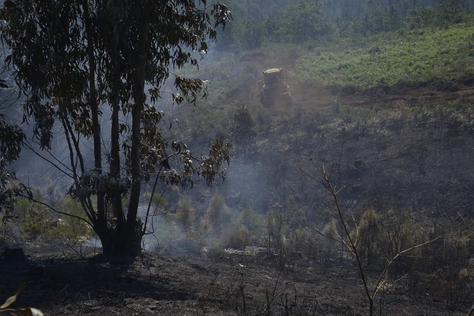 WWF alerta sobre la persistencia del riesgo estructural de incendios hacia 2025 y su creciente gravedad