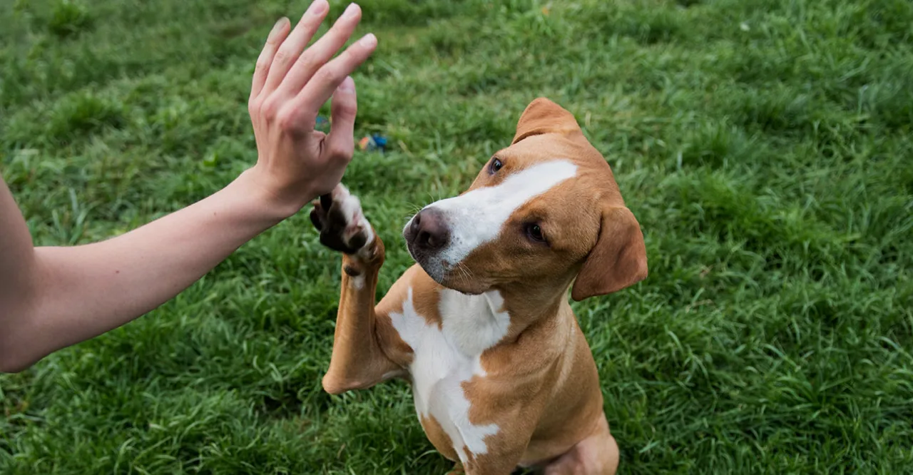 Cómo enseñar a tu perro a respetar patos y gansos para evitar persecuciones