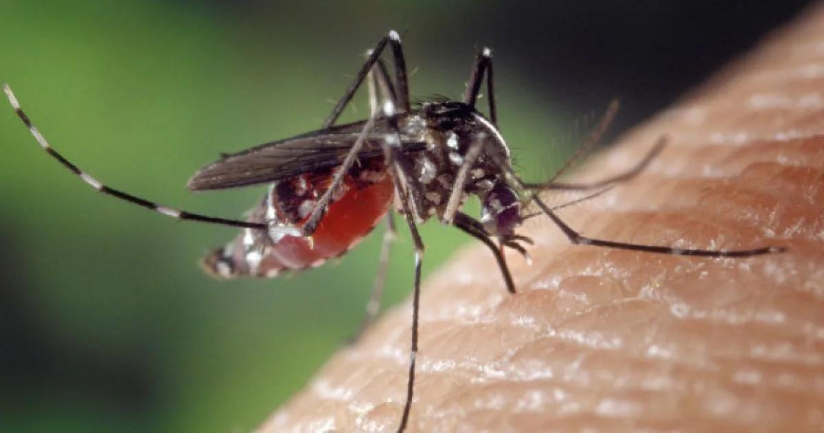 Confirman presencia del mosquito tigre en A Coruña, primera detección en el norte de Galicia