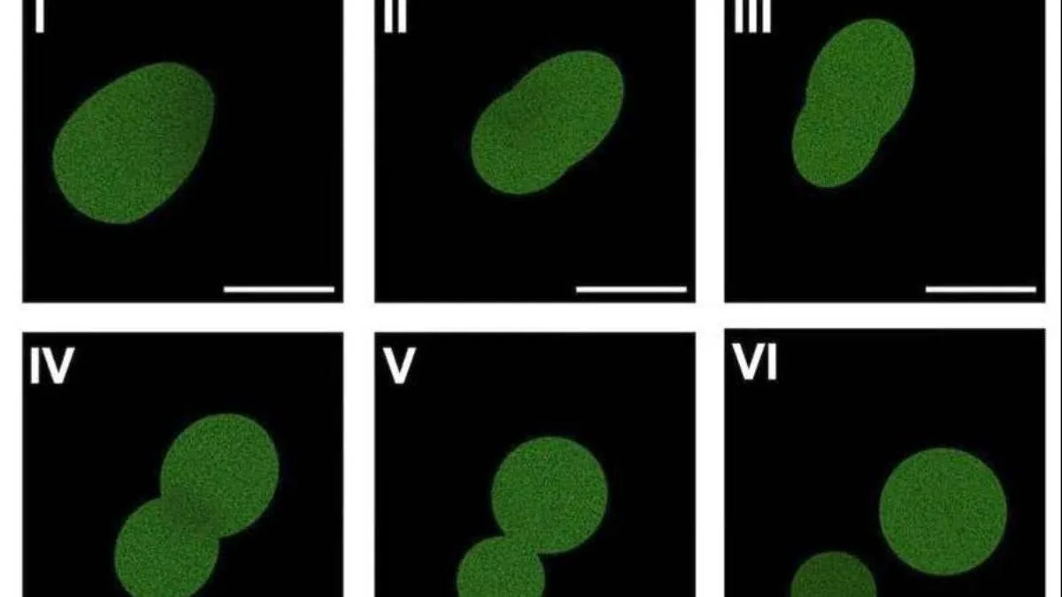 Crean una célula sintética capaz de crecer, reproducirse y evolucionar en laboratorio