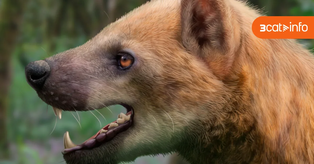 Descubren en el Penedés una nueva especie de mamífero carnívoro extinto hace 16 millones de años