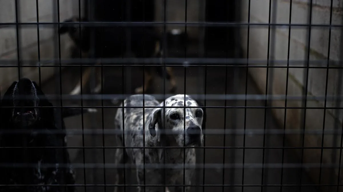 El abandono de animales en España sigue siendo un problema persistente y complejo