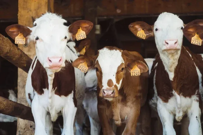 La ola de calor reduce la producción de leche y anticipa un aumento en su precio en Europa