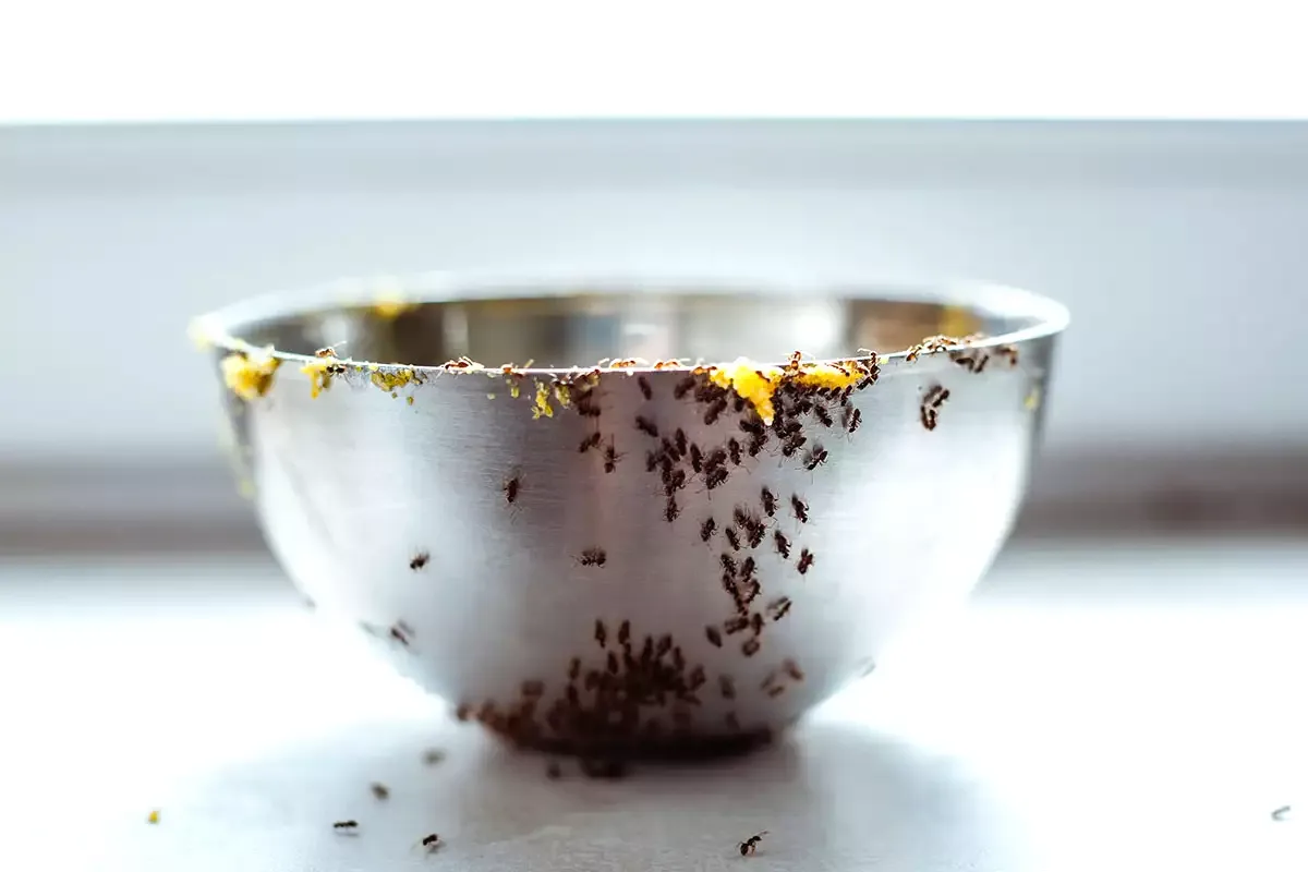 Métodos caseros y consejos tradicionales para mantener la cocina libre de hormigas
