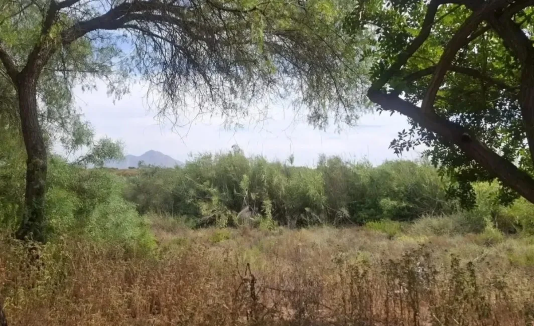Mutxamel y la CHJ impulsan la restauración del barranco del Juncaret para recuperar su ecosistema