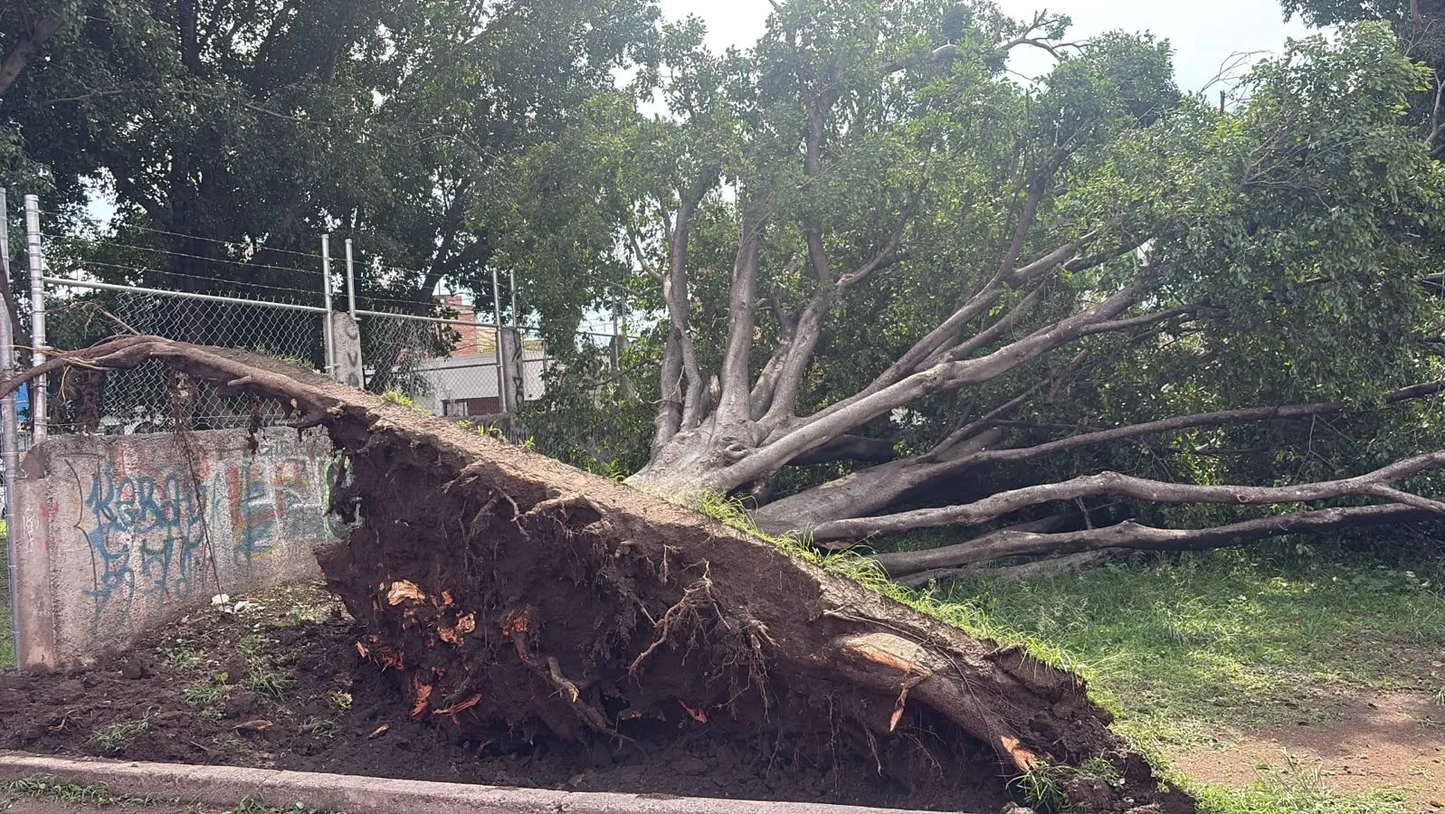 Árbol cae en Irapuato tras fuerte tormenta y causa cierre temporal en la calle Peral
